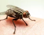 Fake news sobre mosquito da tuberculose assusta moradores de Divinópolis e região