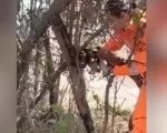 Bombeiros resgatam filhote de gato preso em cerca de arame farpado em Divinópolis