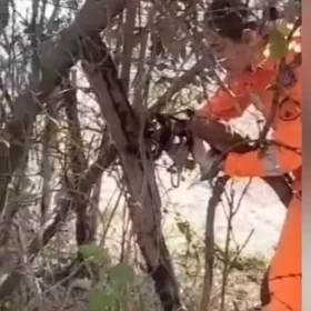 Bombeiros resgatam filhote de gato preso em cerca de arame farpado em Divinópolis