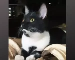 Gatinha está perdida na região do Bom Pastor em Divinópolis