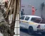 VÍDEO: Bombeiros resgatam porco-espinho na av. Paraná em Divinópolis
