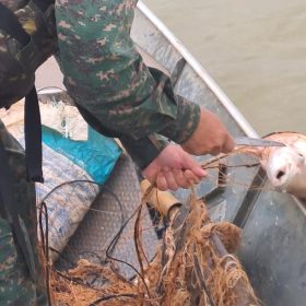 Redes de pesca com peixes mortos são recolhidas em Pompéu