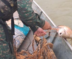 Redes de pesca com peixes mortos são recolhidas em Pompéu