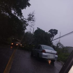 Divinópolis: árvore cai no Jardinópolis e interdita entrada de bairro