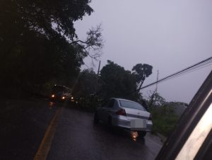 Divinópolis: árvore cai no Jardinópolis e interdita entrada de bairro