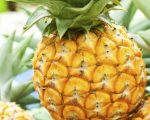 Naturopata explica os benefícios do consumo do abacaxi para saúde e prevenção