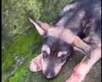 Casal é preso em flagrante por espancar cães a pauladas em Divinópolis