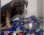 Cães agredidos em Divinópolis seguem internados após resgate
