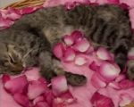 Cresce a procura pelo serviço de funeral PET, uma assistência disponível em Divinópolis