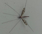 Dia D de combate ao mosquito da dengue
