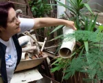 Reforço de combate ao Aedes aegypti em Minas Gerais