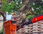 Tecnologia ajuda Cemig a realizar mais de 300 mil podas preventivas de árvores em todo estado