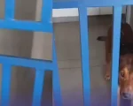 Cachorro é “esquecido” dentro de banheiro da rodoviária de Formiga
