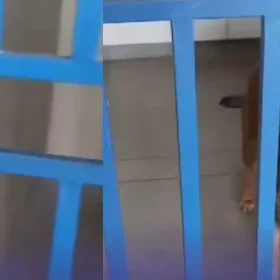 Cachorro é “esquecido” dentro de banheiro da rodoviária de Formiga