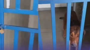 Cachorro &eacute; &ldquo;esquecido&rdquo; dentro de banheiro da rodovi&aacute;ria de Formiga