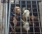 Polícia flagra maus-tratos a animais em Formiga