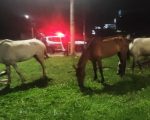 Homem é preso após furtar três cavalos na Grande BH