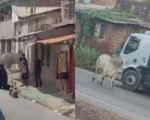Invasão de casa e acidente no Anel: Bois seguem assustando moradores de BH