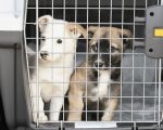 Pets podem ser transportados nos ônibus de Divinópolis; veja regras