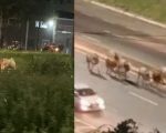 Vídeo: Vacas ‘invadem’ Anel Rodoviário de BH e deixam trânsito travado