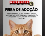 Feira de Adoção de Gatinhos acontece no sábado (11) na Nutrigil Agropecuária e Clínica Veterinária