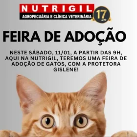 Feira de Adoção de Gatinhos acontece no sábado (11) na Nutrigil Agropecuária e Clínica Veterinária