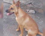Crueldade no Vila Romana: Comunidade e autoridades buscam justiça por cadela vítima de maus-tratos