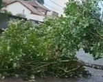 Moradora alerta sobre queda de árvores em Divinópolis