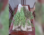 Itaúna: mulher é presa com 11 pés de maconha em casa