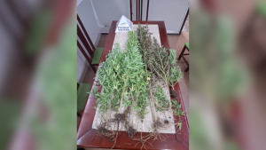 Ita&uacute;na: mulher &eacute; presa com 11 p&eacute;s de maconha em casa