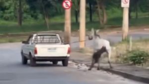 V&iacute;deo: Homem &eacute; flagrado arrastando cavalo nas ruas de Bom Despacho