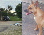 Polícia Civil ouve testemunhas onde cadela foi queimada; suspeito pode pegar até 5 anos de prisão