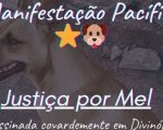'Justiça por Mel' Manifestantes organizam ato após morte de cadela em Divinópolis
