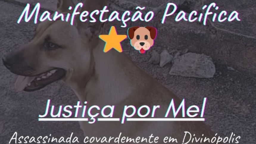 'Justi&ccedil;a por Mel' Manifestantes organizam ato ap&oacute;s morte de cadela em Divin&oacute;polis