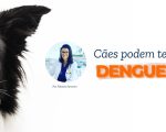 Cães podem ter dengue?