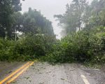 Árvore cai e interdita a MG-050 em Divinópolis