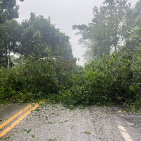 Árvore cai e interdita a MG-050 em Divinópolis