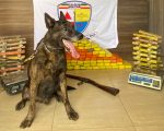 Cão farejador localiza 242 barras de maconha, no São Roque, em Divinópolis; suspeito está foragido
