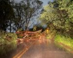 Vídeo: Árvore cai na Rodovia dos Batistas, em Divinópolis