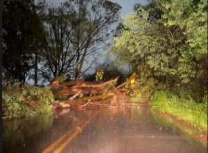 V&iacute;deo: &Aacute;rvore cai na Rodovia dos Batistas, em Divin&oacute;polis