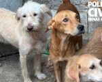 Homem é preso por maus-tratos contra 11 cachorros em BH