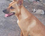 Homem que matou cadela Mel no Vila Romana se entrega à polícia