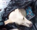 Morre cachorro resgatado após ser jogado em lata de lixo na Grande BH