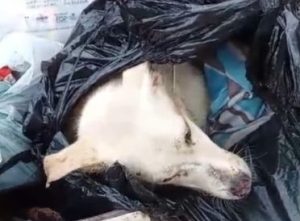 Morre cachorro resgatado ap&oacute;s ser jogado em lata de lixo na Grande BH