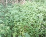 Polícia Militar localiza 390 pés de maconha em operação na Grande BH