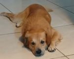 Policial militar aposentado mata cachorro a tiros na Grande BH