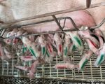 Porca dá a luz a 45 filhotes e pode bater recorde mundial no Centro-Oeste de MG
