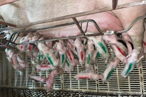 Porca d&aacute; a luz a 45 filhotes e pode bater recorde mundial no Centro-Oeste de MG