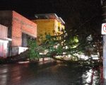Queda de árvore interdita avenida Paraná, em Divinópolis