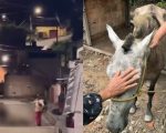 Vídeo: Homem é preso por chicotear cavalo no meio da rua na Grande BH